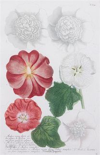 * A Set of Two Chromolithographs of Botanicals Each: 13 x 8 1/2 inches.