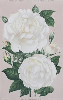 * A Collection of Five Chromolithographs of Botanicals Height of largest frame 23 x width 20 inches.