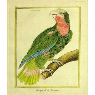 18th Century hand colored engraving "Perroquet, de la Martinique"