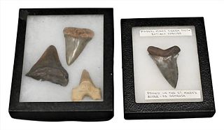 Group of Four Shark Teeth Fossils