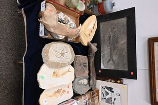 Group of Assorted Fossils and Specimens
