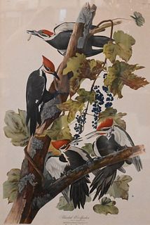 John James Audubon (American, 1785 - 1851)