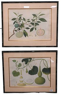 Pair of Chinese Botanical Watercolors