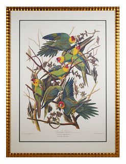 Aft JOHN JAMES AUDUBON Carolina Parrots 