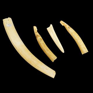African Tusk Fragments