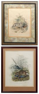 J Wolf & J Smith, "Felis Temminckii," and "Felis Colocolla," 20th c., pair of feline prints, one presented in a wood frame, the second presented in a 