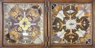 Box Collection of Butterflies and Other Insects, circa 1880