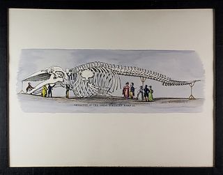 Vintage Hand Colored Nantucket Print, "Whale Skeleton"