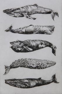 David Lazarus Limited Edition Etching "5 Whales"