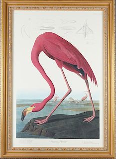 John James Audubon (1785-1851), "American Flamingo