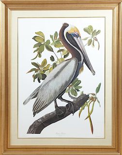 John James Audubon (1785-1851), "Brown Pelican," P