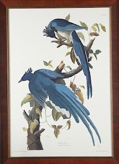 John James Audubon (1785-1851), "Columbia Jay," Pl