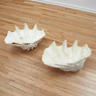 Near pair natural giant clam shells