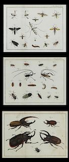 German School, "Beetles," "Flying Insects," and "S