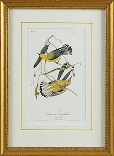 John James Audubon (1785-1851), "Prothonotary Swam