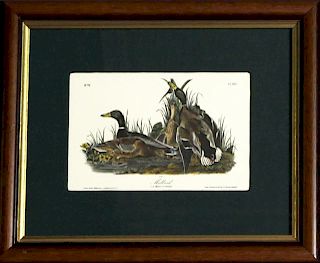 John James Audubon (1785-1851), "Mallard," No. 77,