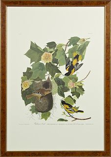 John James Audubon (1785-1851), "Baltimore Oriole,