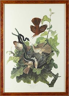 John James Audubon (1785-1851), "Ferruginous Thrus