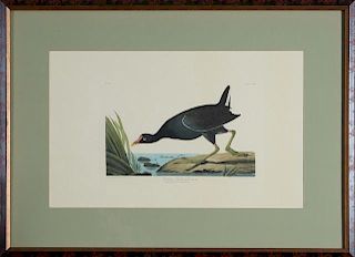 John James Audubon (1785-1851), "Common Gallinule,
