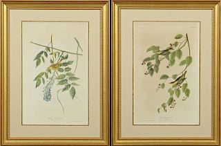 John James Audubon (1785-1851), "Yellow Poll Warbl
