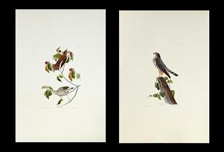 John James Audubon (1785-1851), Ten Prints, consis