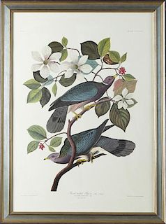 John James Audubon (1785-1851), "Band-tailed Pigeo