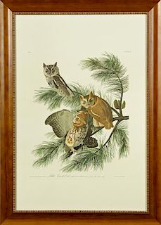 John James Audubon (1785-1851), "Little Screech Ow