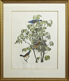 John James Audubon (1785-1851), "Blue Grosbeak," N