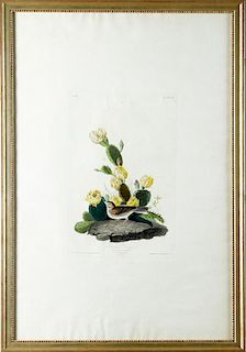 John James Audubon (1785-1851), "Bay-winged Buntin