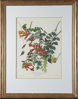John James Audubon (1785-1851), "Ruby-throated Hum
