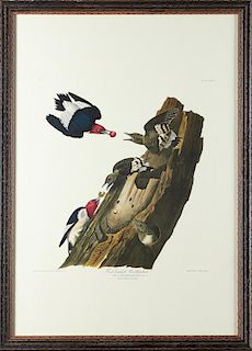 John James Audubon (1785-1851), "Red-headed Woodpe