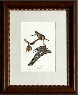 John James Audubon (1785-1851), "Passenger Pigeon,