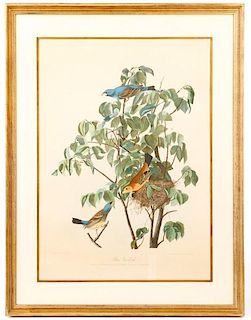 John Audubon, Blue Grosbeak, Bien Ed. Plate 204