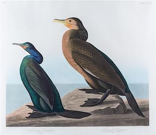 (AUDUBON, JOHN JAMES, after) HAVELL, ROBERT. Violet-green Cormorant, plate CCCCXII