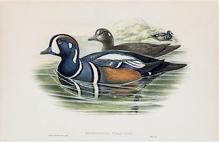 * (GOULD, JOHN, after) RICHTER, H.C. Histrionicus Torquatas. Hand-colored lithograph from Birds of America.