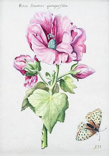 (BOTANICAL PRINT) Rosa Sinensis quinquefolia, 17th century.