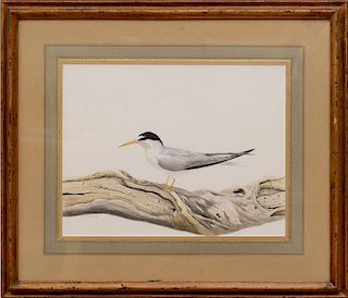 ANTHONY HENNEBERG: A SNOWY PLOVER; AND A WINTER TERN