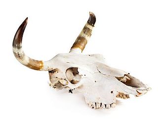 A Steer Skull and a Set of Bull Horns Length of longest 42 inches.