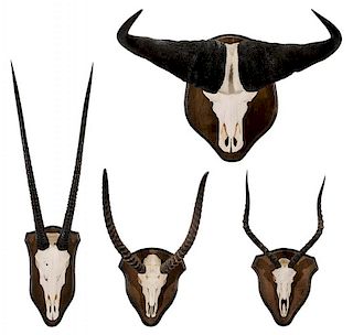 African Cape Water Buffalo Skull