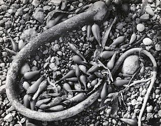 Ansel Adams (American, 1902-1984)      Seaweed and Pebbles