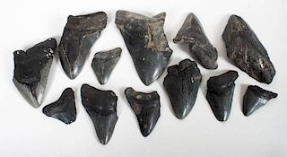 12 fossilized megalodon teeth
