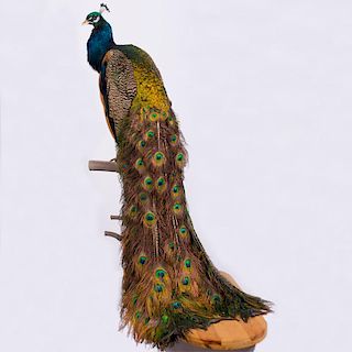 A Taxidermy Peacock, 20th Century.
