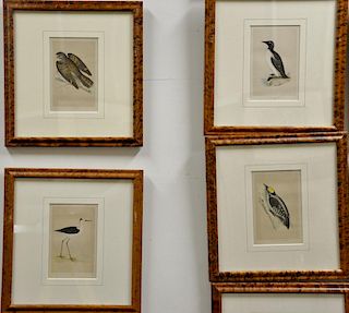 Set of ten hand colored framed bird lithographs by Francis Orpen Morris from the History of British Birds including Red-backed Shrik...