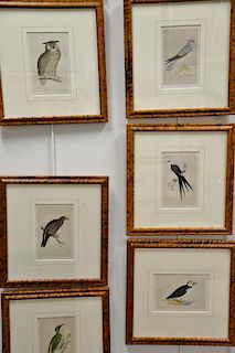 Set of ten hand colored framed bird lithograph by Francis Orpen Morris, from the History of British Birds including Green Woodpecker...