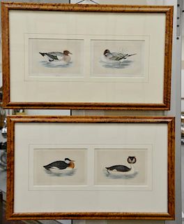Set of ten hand colored framed bird lithograph by Francis Orpen Morris, from the History of British Birds including Red Throated Div...