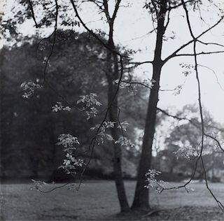 Black & White Blooming Tree Photo, Framed