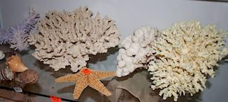 16 assorted shells and corals1