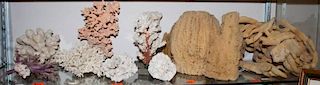 13 assorted corals and sea sponges