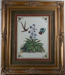 Hummingbird & Botanical Print, Rococo Style Frame