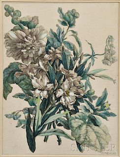 Attributed to Nicolas de Poilly (French, 1707-1780)      Botanical Print